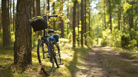 Foto: Ein Fahrrad lehnt an einem Baum neben einem Waldweg