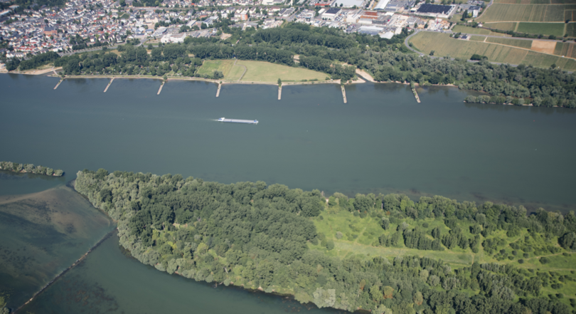 Rheininsel Rheininsel